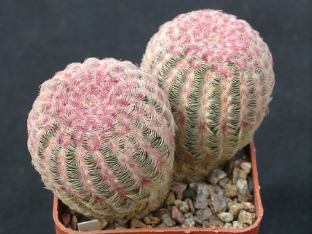 Echinocerius rigidissimus v rubrispinus