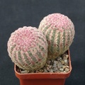 Echinocerius rigidissimus v rubrispinus