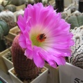 Eshinocereus pectinatus SLP