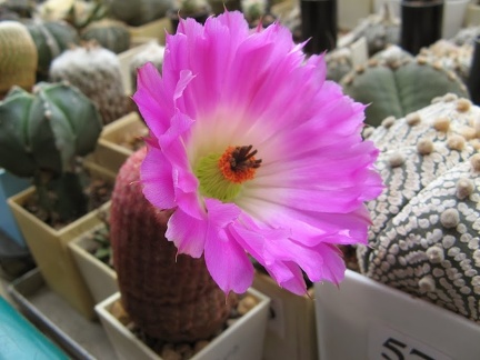 Eshinocereus pectinatus SLP