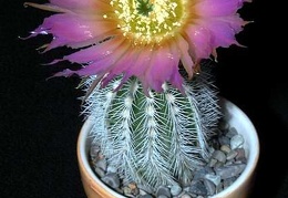 Ph Echinocereus reichenbachii v niveum VitNat