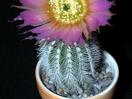 Ph Echinocereus reichenbachii v niveum VitNat