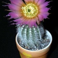 Ph Echinocereus reichenbachii v niveum VitNat