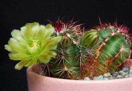 Ph Echinocereus viridiflorus VitNat