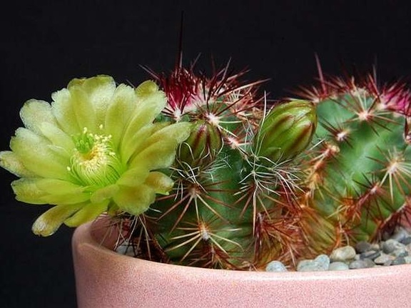 Ph Echinocereus viridiflorus VitNat