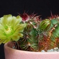Ph Echinocereus viridiflorus VitNat