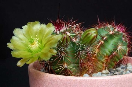Ph Echinocereus viridiflorus VitNat