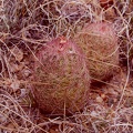 Echinocereus dasyacanthus