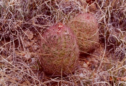 Echinocereus dasyacanthus