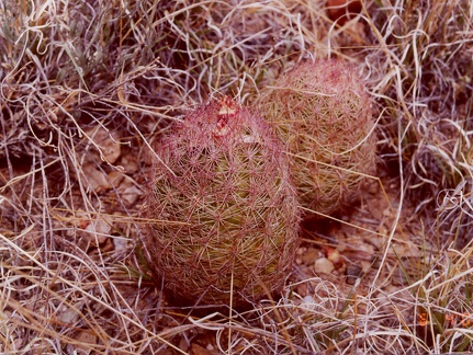 Echinocereus dasyacanthus