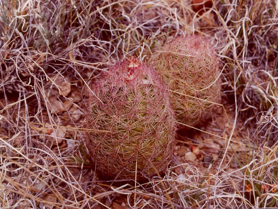 Echinocereus dasyacanthus