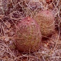 dasyacanthus.jpg