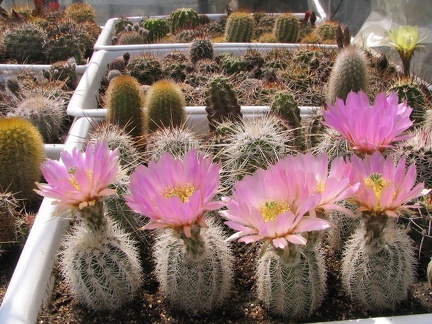 ecee baileyi albisp2