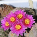 Echinocereus chisoensis