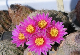 Echinocereus chisoensis