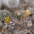 Echinocereus viridiflorus v. davisii