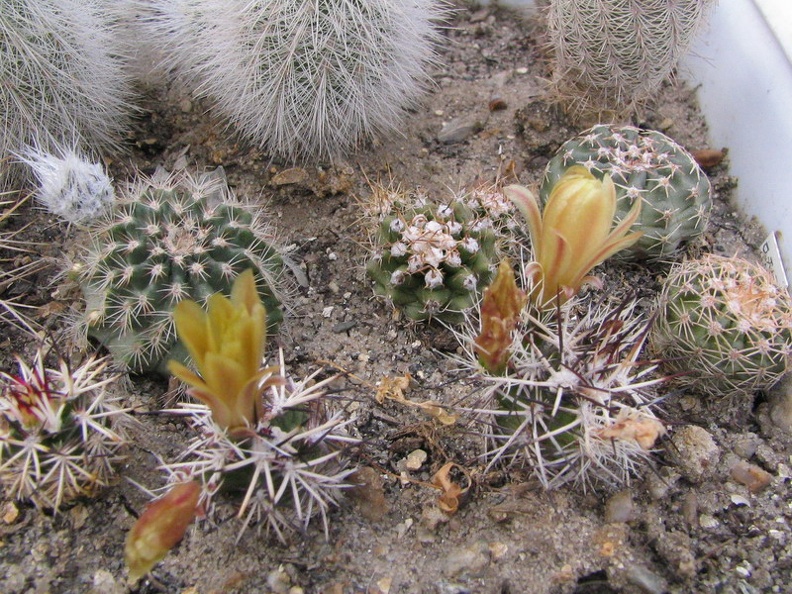 Echinocereus viridiflorus v. davisii