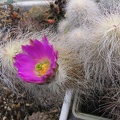 Echinocereus delaetii