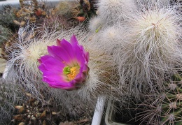 Echinocereus delaetii