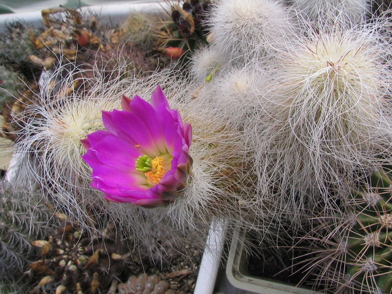 Echinocereus delaetii