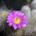 Echinocereus delaetii