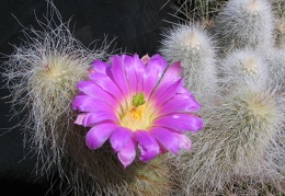 Echinocereus delaetii