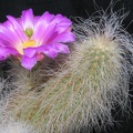 Echinocereus delaetii 