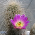 Echinocereus freudenbergeri