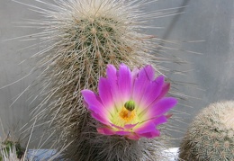 Echinocereus freudenbergeri