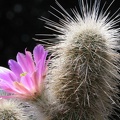 Echinocereus freudenbergeri