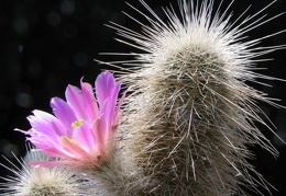 Echinocereus freudenbergeri