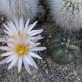 Echinocereus knippelianus