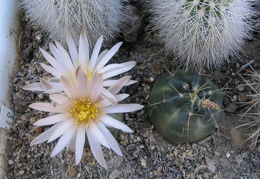 Echinocereus knippelianus