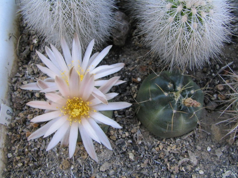 Echinocereus knippelianus