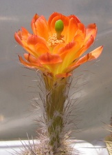 Echinocereus koehresii