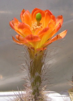 Echinocereus koehresii