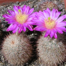 Echinocereus laui