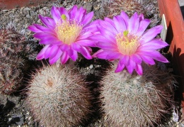 Echinocereus laui