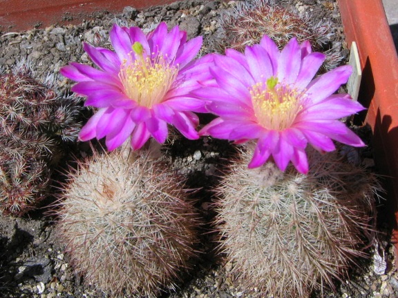 Echinocereus laui