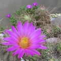 Echinocereus palmeri и Trichodiadema densum