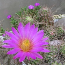 Echinocereus palmeri и Trichodiadema densum