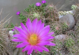 Echinocereus palmeri и Trichodiadema densum