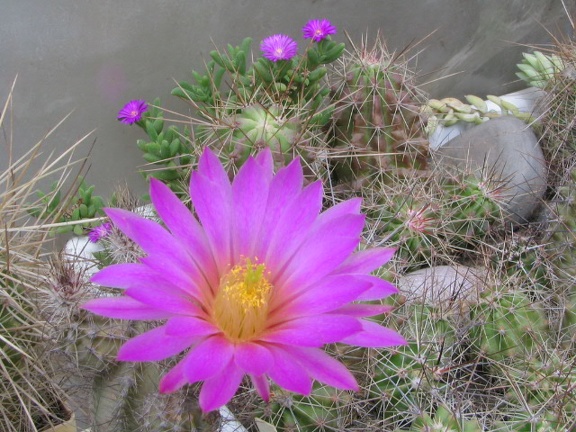 Echinocereus palmeri и Trichodiadema densum