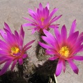 Echinocereus palmeri