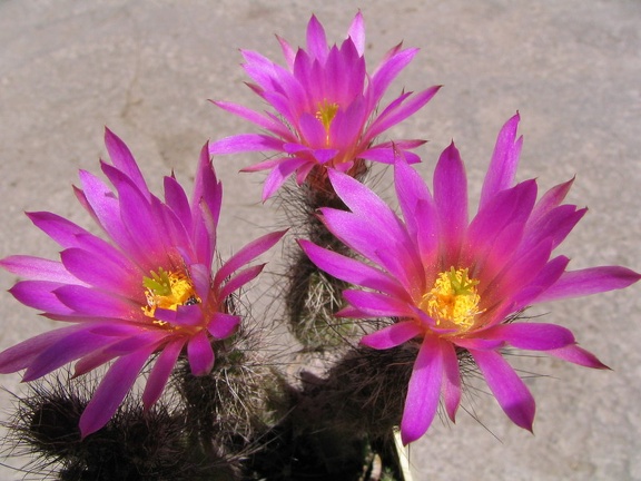 Echinocereus palmeri