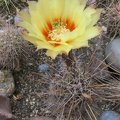 Echinocereus papillosus