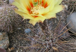 Echinocereus papillosus