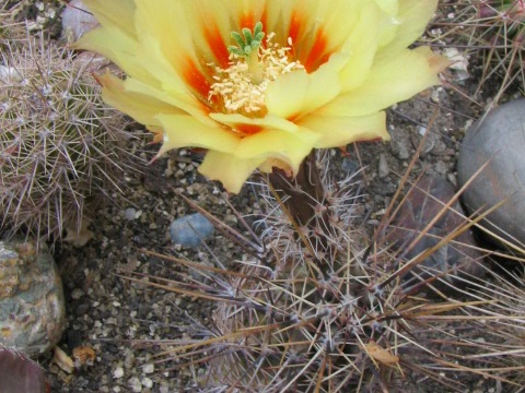 Echinocereus papillosus