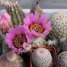 Echinocereus pectinatus