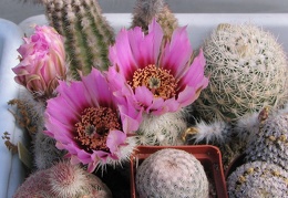 Echinocereus pectinatus